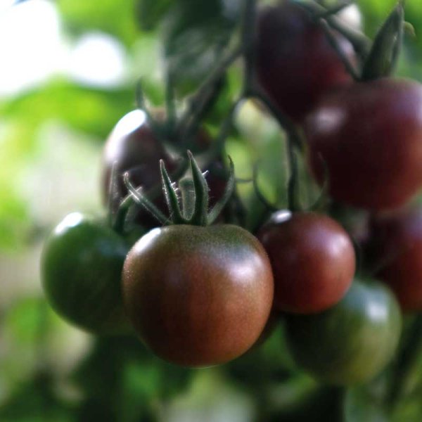 Zoom billede af Tomat 'Black Cherry'
