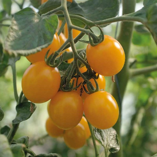 Zoom billede af Tomat 'Golden Pearl' F1