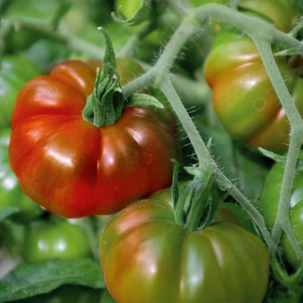 Zoom billede af Tomat 'Marmande'