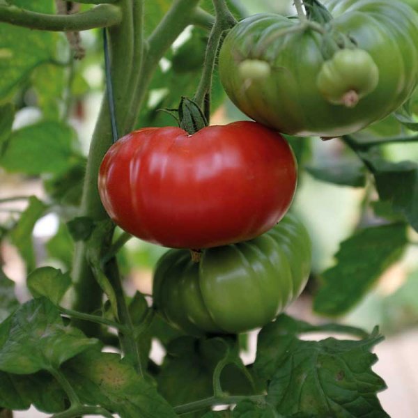 Zoom billede af Tomat 'Delicious'