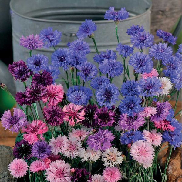 Zoom billede af Kornblomst 'Polka Dot'