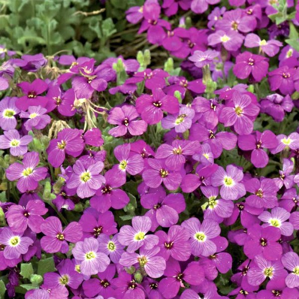 Zoom billede af Aubrietia 'Red Cascade'