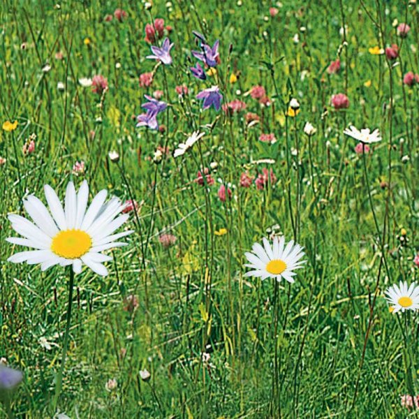Zoom billede af Engblomster 'Nelson Mixture'
