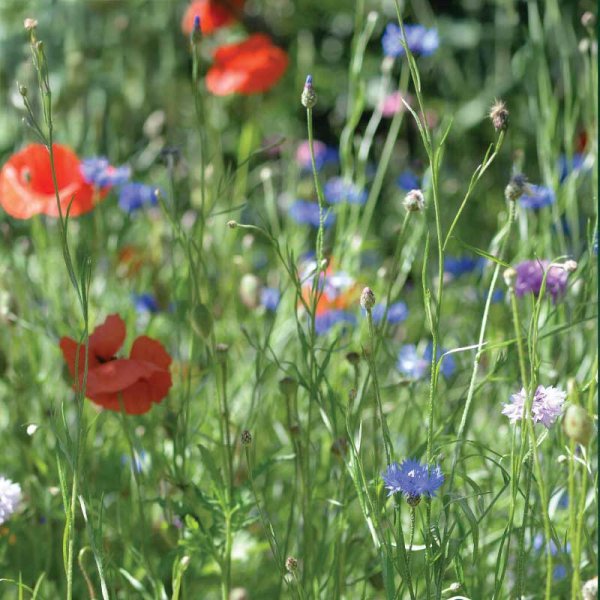 Zoom billede af Engblomst Frømix