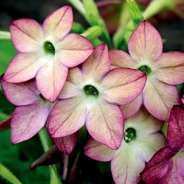 Zoom billede af Pryd-tobak 'Avalon Lime/Purple Bicolour F1'