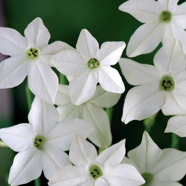 Zoom billede af Stor prydtobak 'Grandiflora'