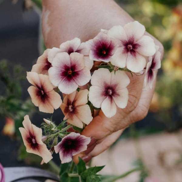 Zoom bilde av Sommerfloks 'Cherry Caramel'