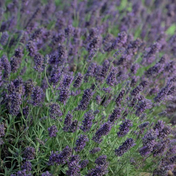 Zoom billede af Lavendel