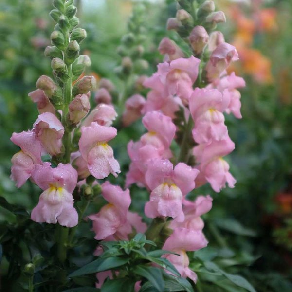 Zoom billede af Løvemund 'Opus Pink' F1