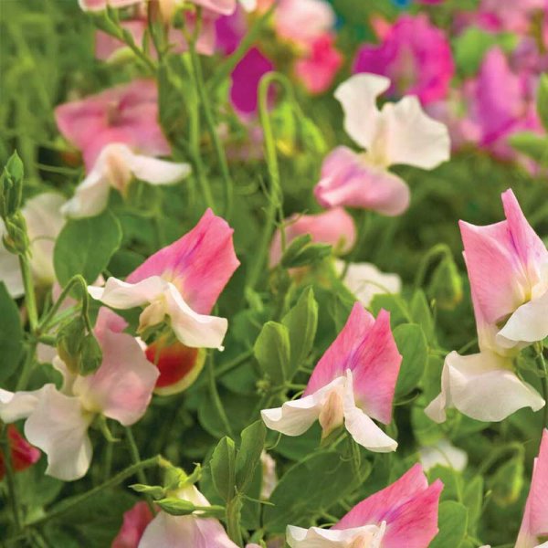 Zoom billede af Ært blomster 'Villa Roma White & Rose'