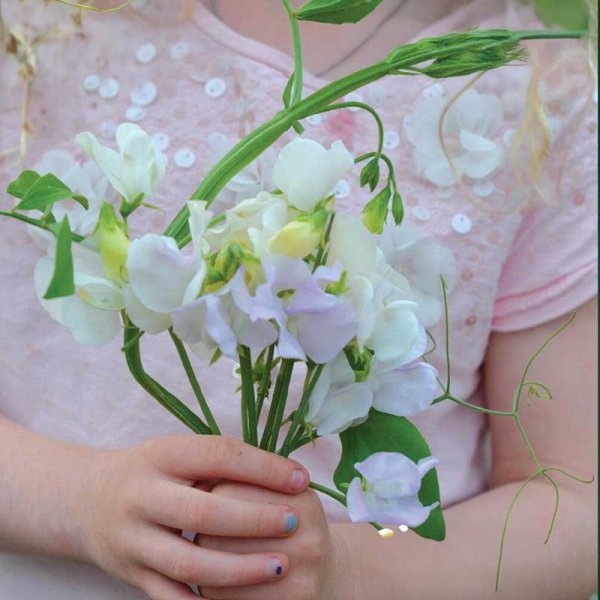 Zoom billede af Ært blomster 'Spencer Arthur Hellyer'