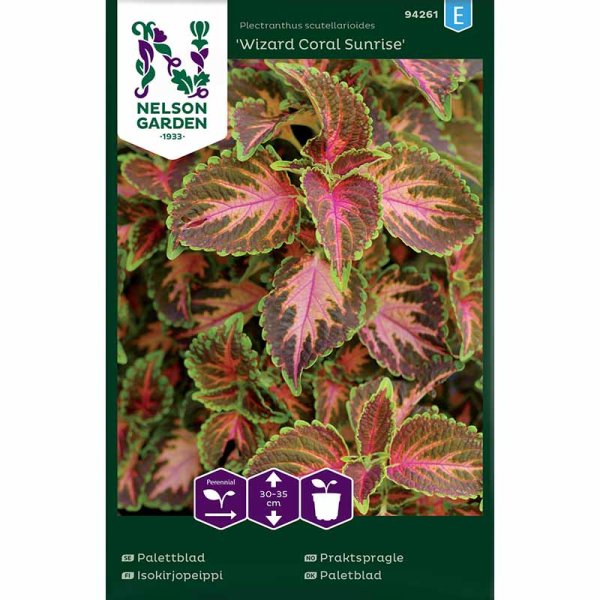 Zoom billede af Coleus 'Wizard Coral Sunrise'