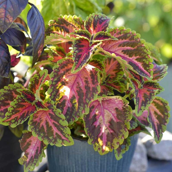 Zoom billede af Coleus 'Wizard Coral Sunrise'