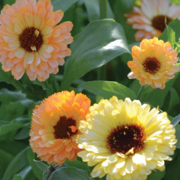 Zoom billede af Morgenfrue 'Cantaloupe'