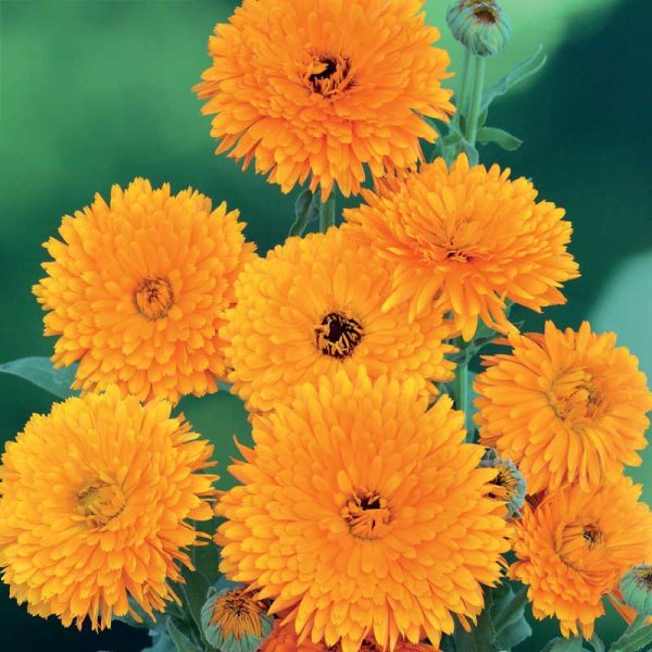 Zoom billede af Morgenfrue 'Pacific Beauty'