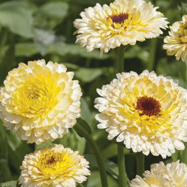 Zoom billede af Morgenfrue 'Ivory Princess'