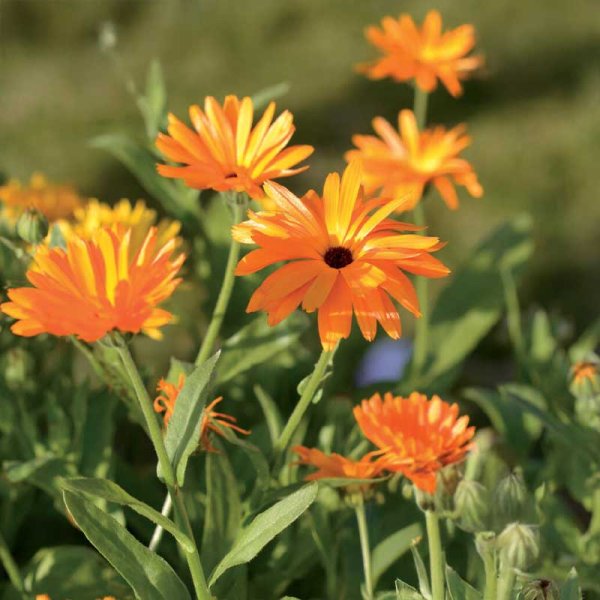 Zoom billede af Morgenfrue blandede farver Organic