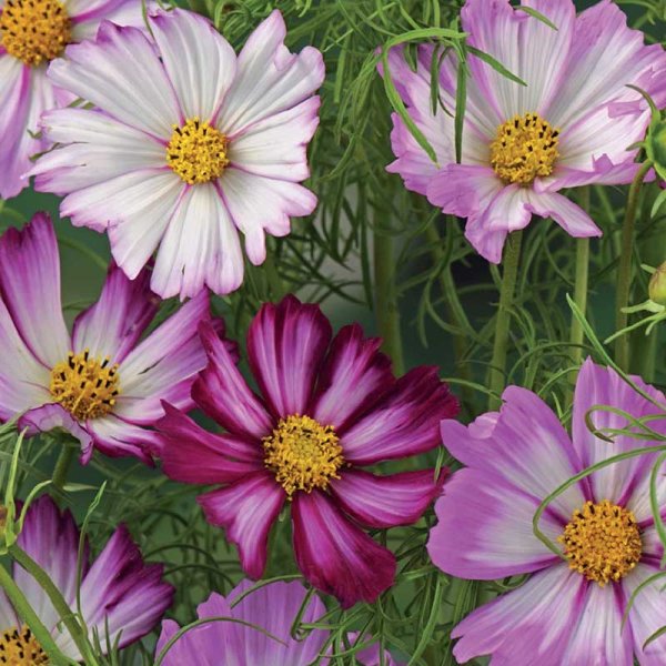 Zoom billede af Smykkekrave 'Candy Stripe'