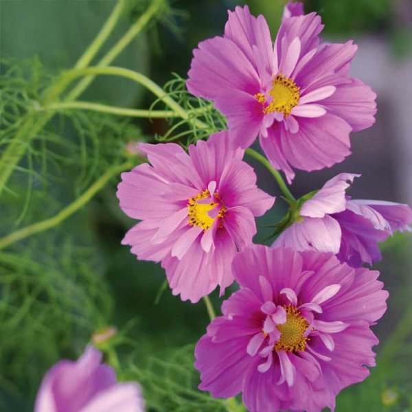 Zoom billede af Stolt Kavaler 'Fizzy Pink Dark Center'
