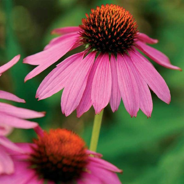 Zoom billede af Röd rudbeckia Starlight