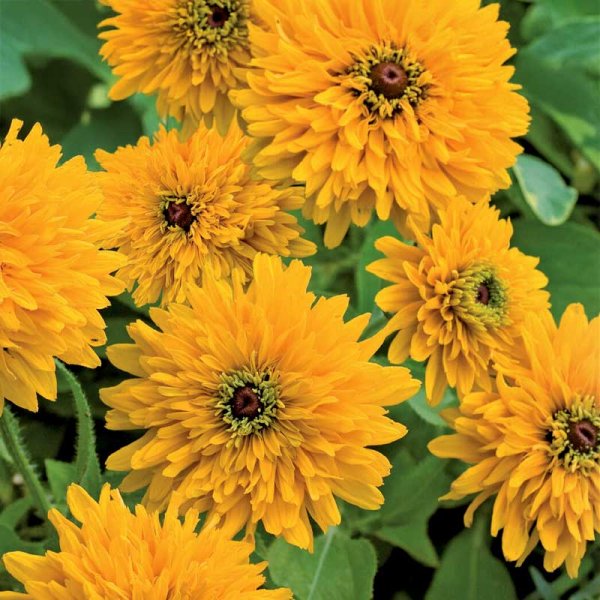Zoom billede af Sommerrudbeckia 'Maya'