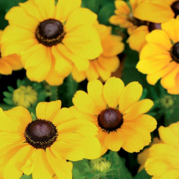 Zoom billede af Sommerrudbeckia 'Toto Gold'