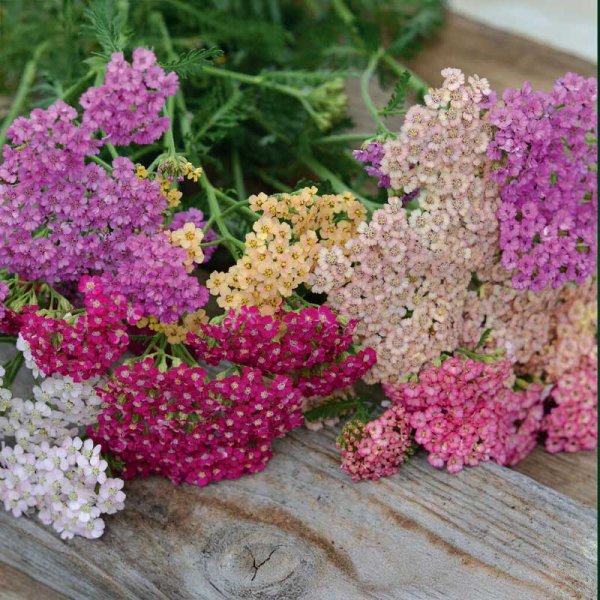 Zoom bilde av Ryllik 'Summer Pastels'