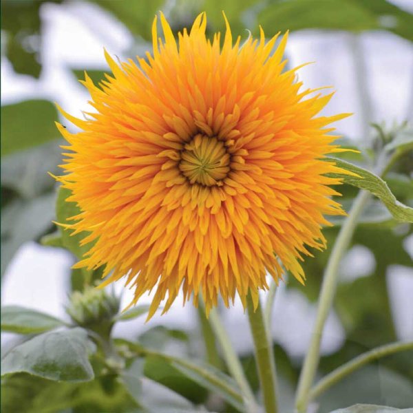 Zoom billede af Solsikke 'Double Sunking'