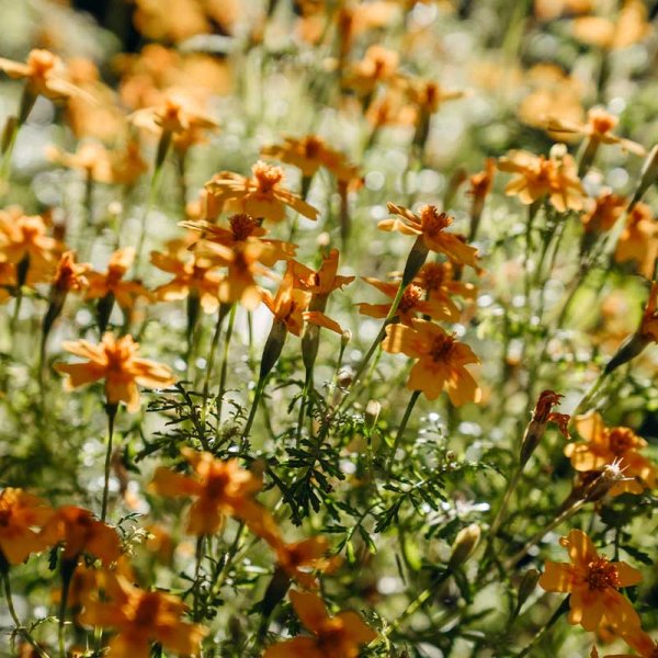 Zoom billede af Dværgtagetes 'Lemon Star'