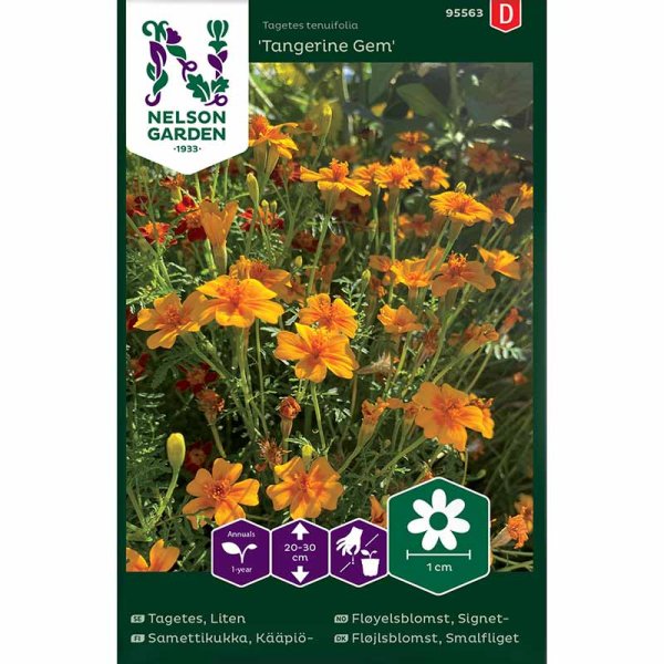 Zoom billede af Dværgtagetes 'Tangerine Gem'