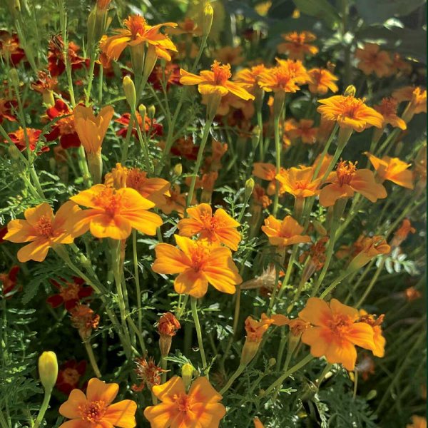 Zoom billede af Dværgtagetes 'Tangerine Gem'