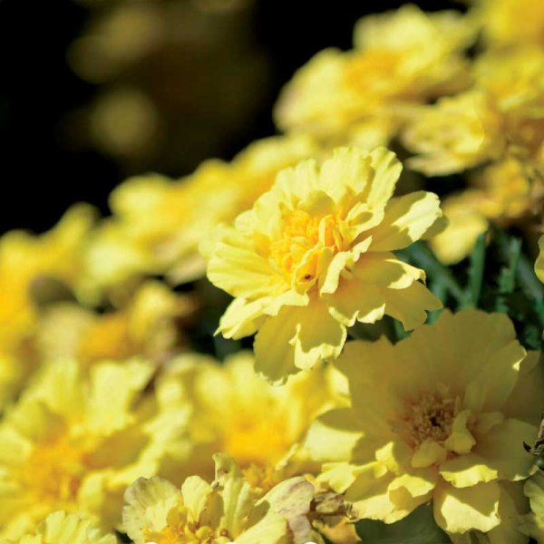 Zoom billede af Fløjlsblomst 'Alumia Vanilla Cream'