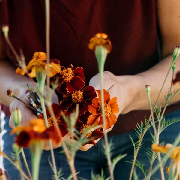 Zoom billede af Linnéfløjlsblomst 'Burning Embers'