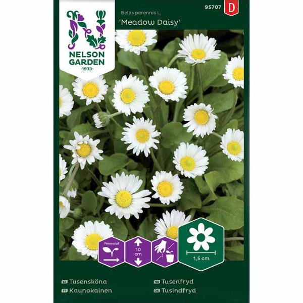 Zoom billede af Tusindfryd 'Meadow Daisy'