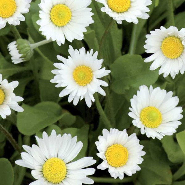 Zoom billede af Tusindfryd 'Meadow Daisy'