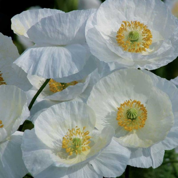 Zoom billede af Valmue 'Bridal Silk'