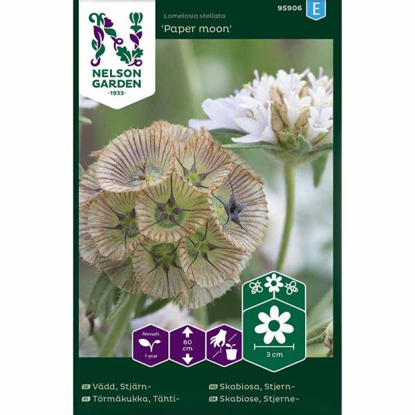 Zoom billede af Scabiosa 'Paper Moon'
