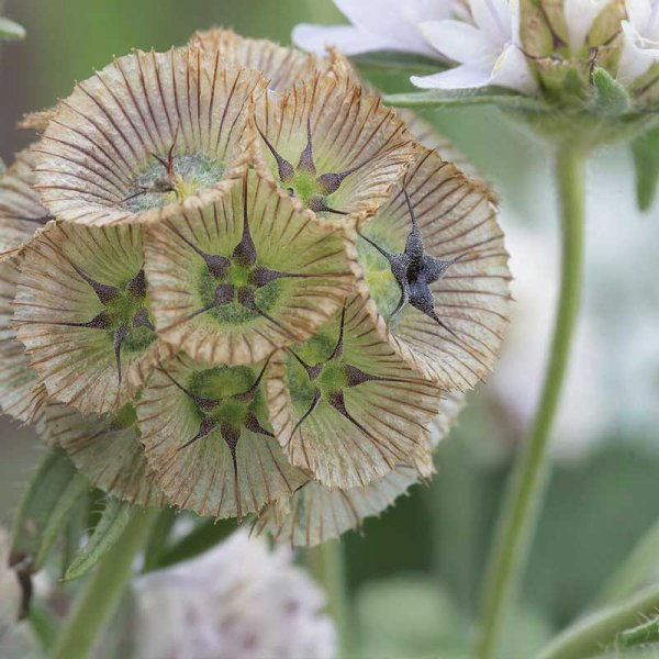 Zoom billede af Scabiosa 'Paper Moon'
