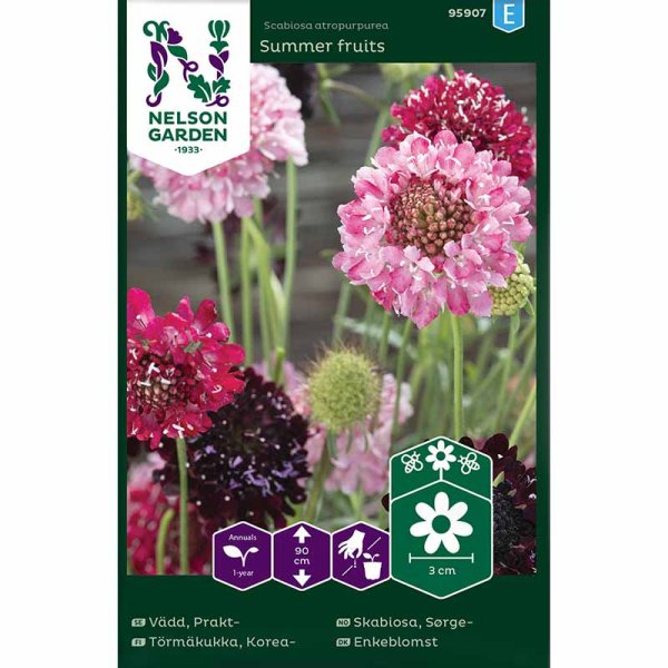 Zoom bilde av Scabiosa 'Summer fruits'