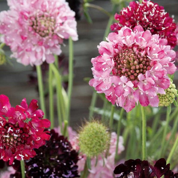 Zoom bilde av Scabiosa 'Summer fruits'
