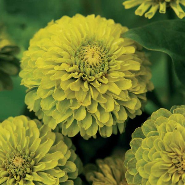 Zoom billede af Zinnia 'Envy'