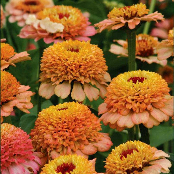 Zoom billede af Zinnia 'Zinderella Peach'