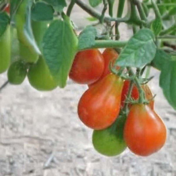 Zoom billede af Tomat 'Red Pear Cherry Bell'