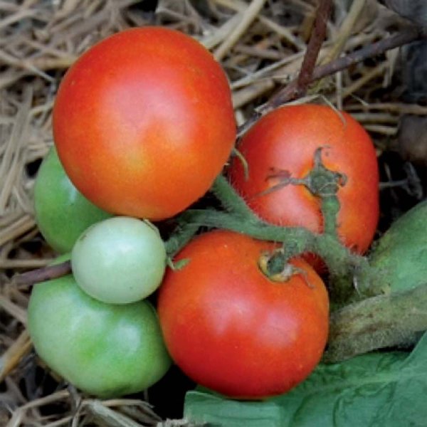 Zoom billede af Tomat 'Czech Bush'