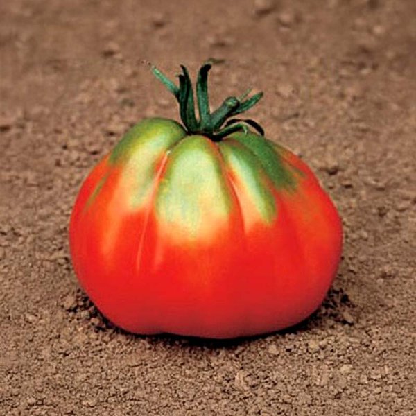 Zoom billede af Tomat 'Giant Pear Red'
