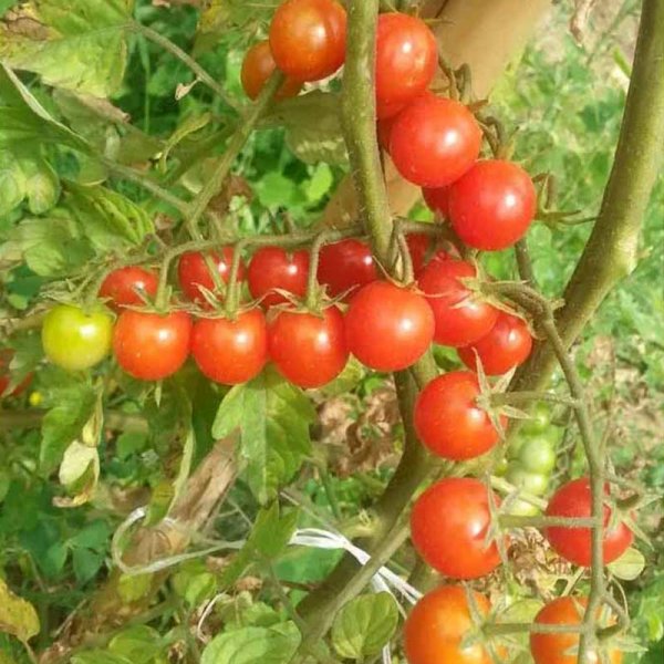 Zoom billede af Tomat 'Schlossgarten Cherry'