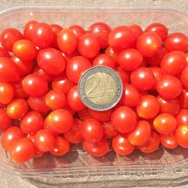 Zoom billede af Tomat 'Currant'