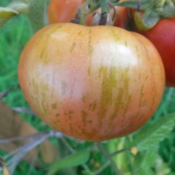 Zoom billede af Tomat 'Red Zebra'