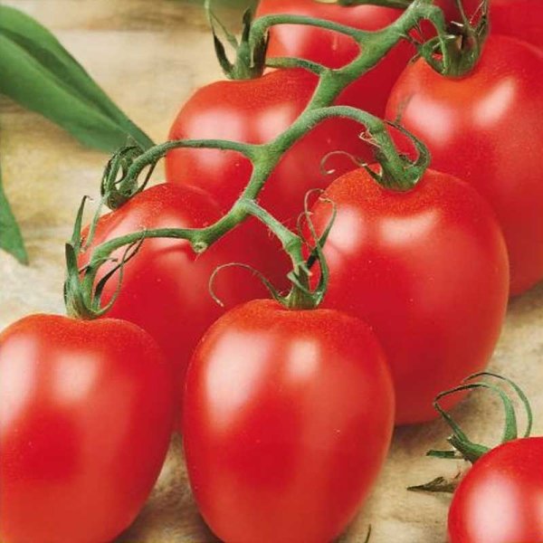 Zoom bilde av Tomato 'Ravello' F1