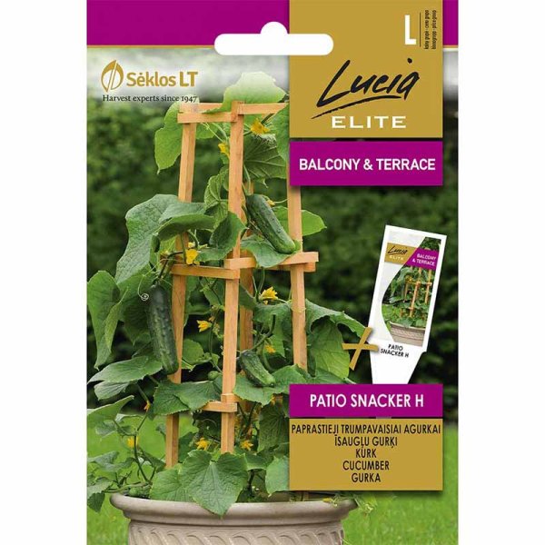 Zoom bilde av Cucumber 'Patio snacker' H